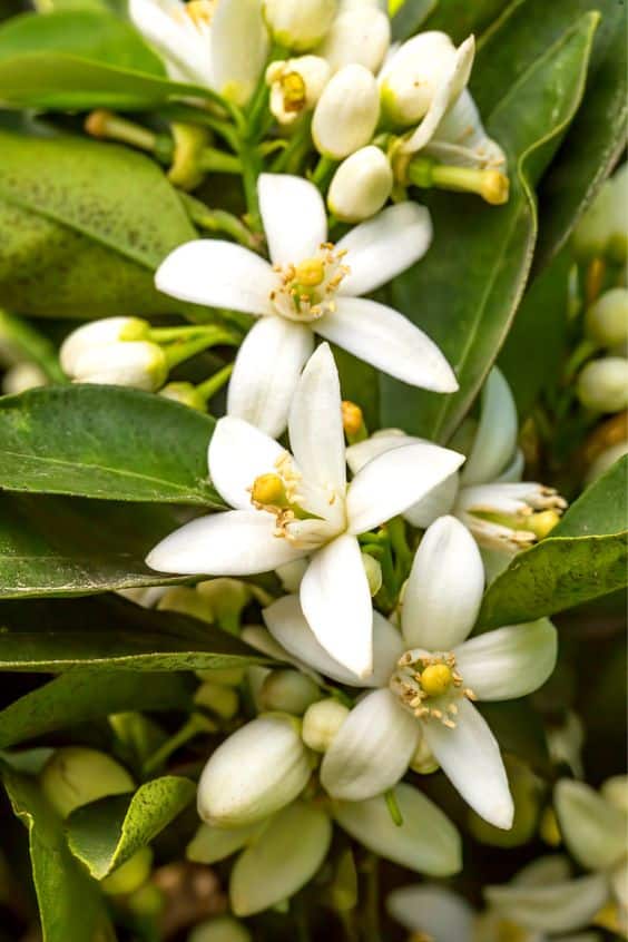 Eau de fleur d’oranger distillation traditionnelle – ماء الزهر