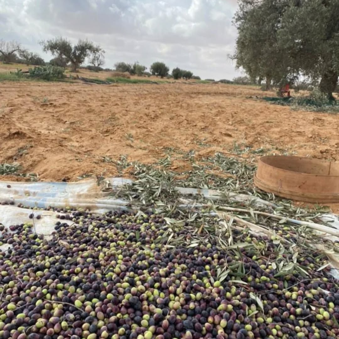 Huile d'olive extra vierge " Chemlali"