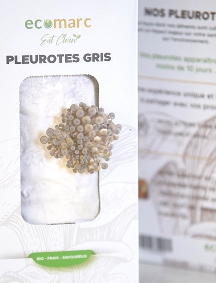 Kit de champignons Pleurote