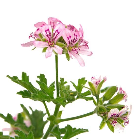 Eau de Géranium distillation traditionnelle – ماء العطرشية