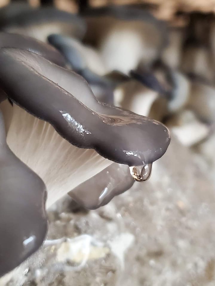 Kit de champignons Pleurote