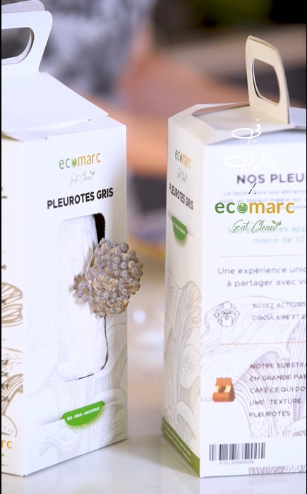 Kit de champignons Pleurote